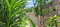 First image of Marliemount Avenue, Kings in Kingston 20, St. Andrew, Jamaica - property is For Sale