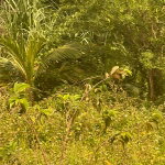 First image of 263-263 Top Hill Kitson Town in Guanaboa Vale, St. Catherine, Jamaica - property is For Sale