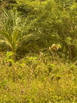 First image of 263-263 Top Hill Kitson Town in Guanaboa Vale, St. Catherine, Jamaica - property is For Sale