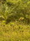 First image of 263-263 Top Hill Kitson Town in Guanaboa Vale, St. Catherine, Jamaica - property is For Sale