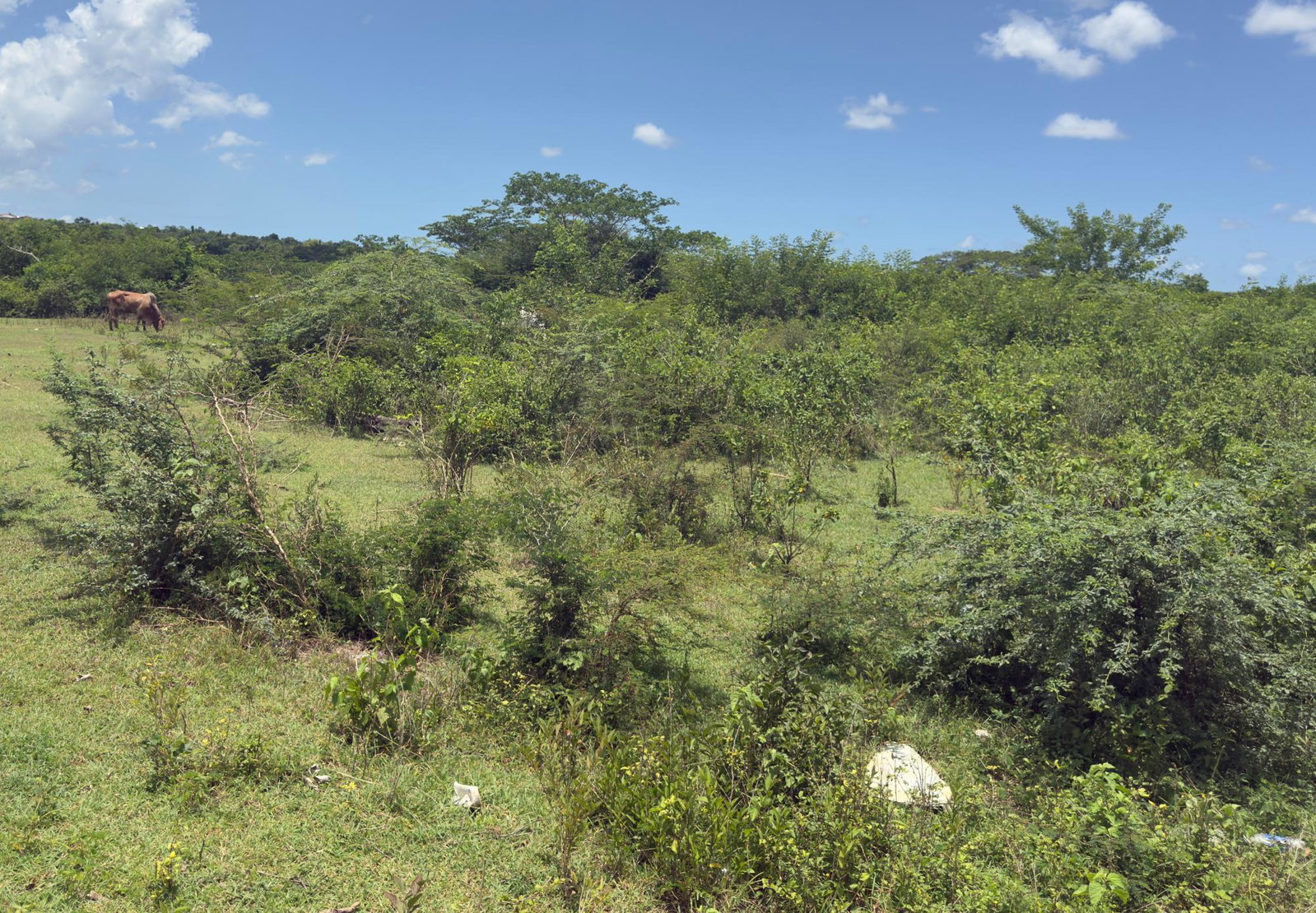 Second image of Lot#3 Denbigh in Denbigh, Clarendon, Jamaica - property is For Sale