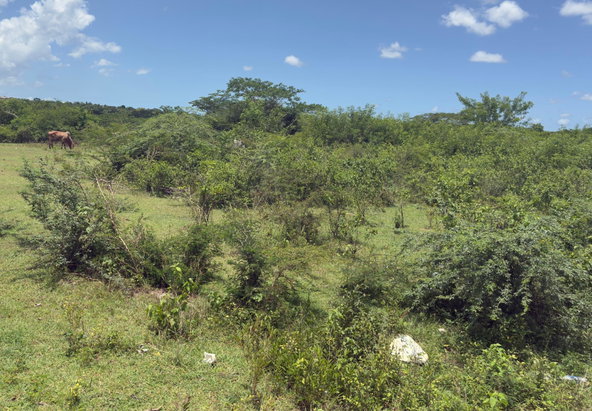 Second image of Lot#3 Denbigh in Denbigh, Clarendon, Jamaica - property is For Sale