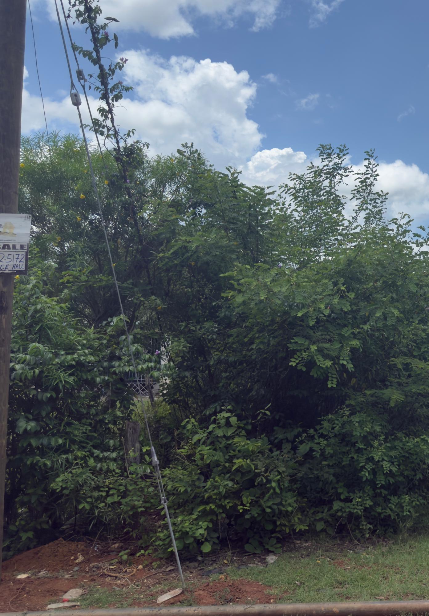 Eighth image of Lot#3 Denbigh in Denbigh, Clarendon, Jamaica - property is For Sale