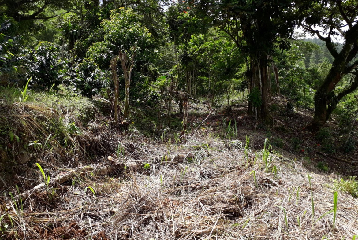 Twelfth image of Wray Piece, Spring Hill in Spring Hill, Portland, Jamaica - property is For Sale