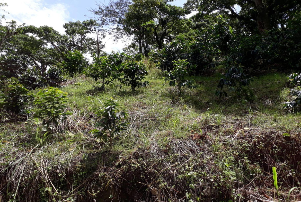 Thirteenth image of Wray Piece, Spring Hill in Spring Hill, Portland, Jamaica - property is For Sale