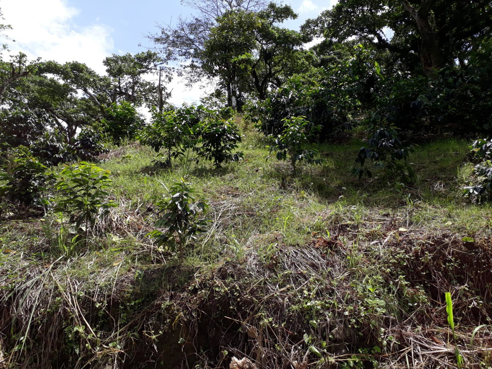 72-Acre-Agricultural-Land-for-Sale-in-Portland-Jamaica-–-Ideal-for-Coffee-Farming Thirteenth image of Wray Piece, Spring Hill in Spring Hill, Portland, Jamaica - property is For Sale