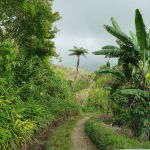 First image of Wray Piece, Spring Hill in Spring Hill, Portland, Jamaica - property is For Sale