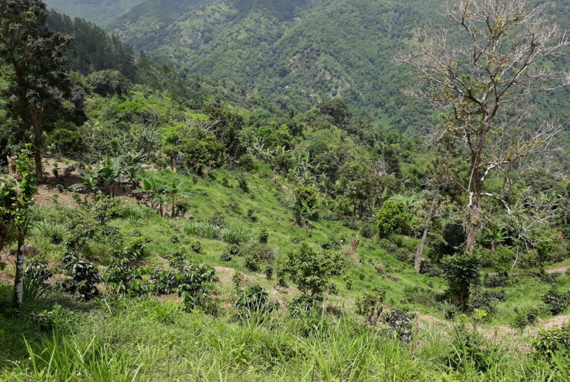 Eighteenth image of Wray Piece, Spring Hill in Spring Hill, Portland, Jamaica - property is For Sale