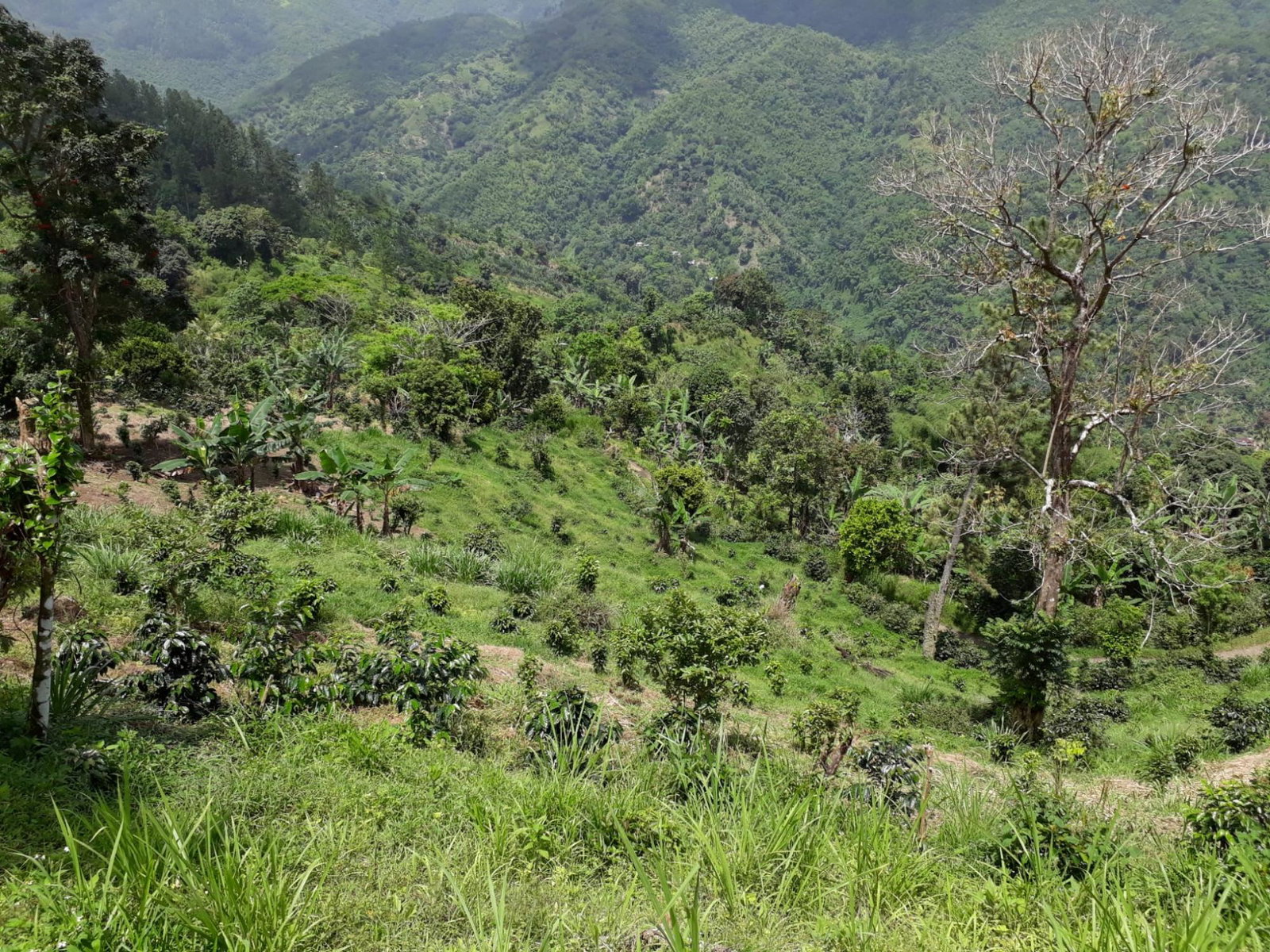 72-Acre-Agricultural-Land-for-Sale-in-Portland-Jamaica-–-Ideal-for-Coffee-Farming Eighteenth image of Wray Piece, Spring Hill in Spring Hill, Portland, Jamaica - property is For Sale