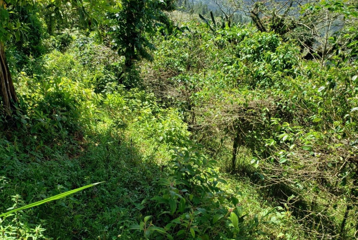 Nineteenth image of Wray Piece, Spring Hill in Spring Hill, Portland, Jamaica - property is For Sale