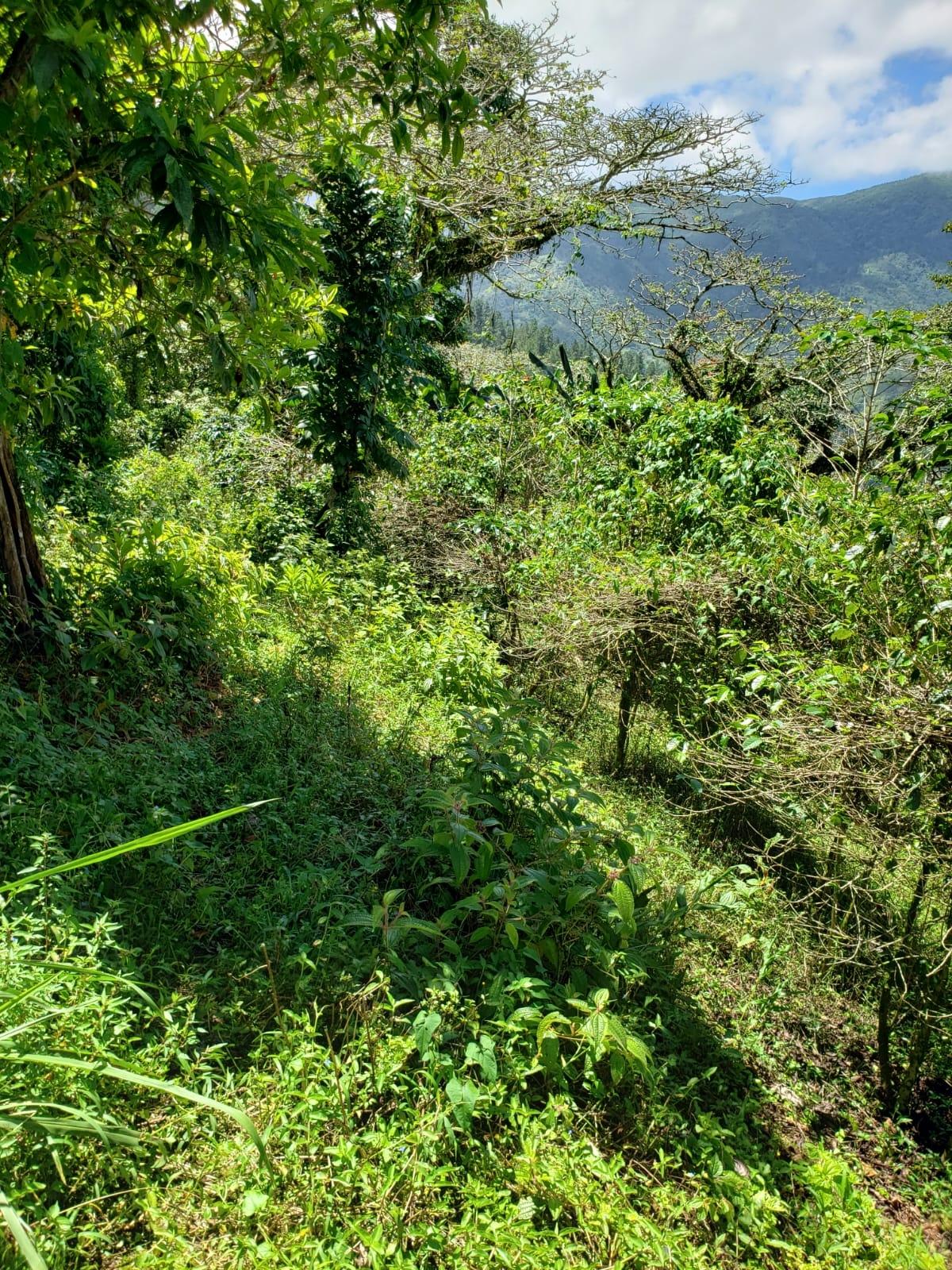 72-Acre-Agricultural-Land-for-Sale-in-Portland-Jamaica-–-Ideal-for-Coffee-Farming Nineteenth image of Wray Piece, Spring Hill in Spring Hill, Portland, Jamaica - property is For Sale