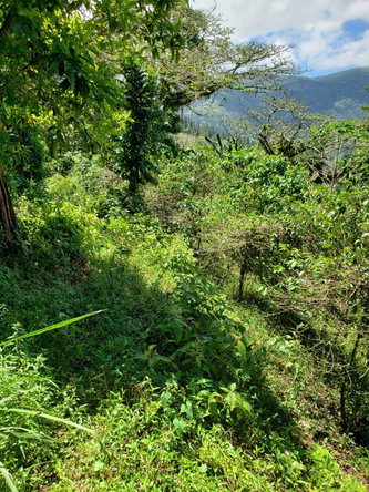 Nineteenth image of Wray Piece, Spring Hill in Spring Hill, Portland, Jamaica - property is For Sale
