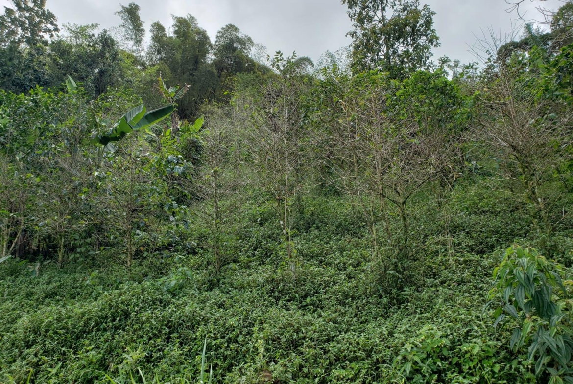Twentieth image of Wray Piece, Spring Hill in Spring Hill, Portland, Jamaica - property is For Sale