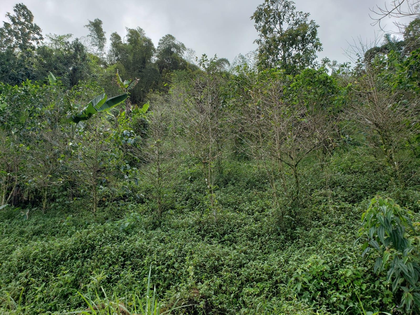 72-Acre-Agricultural-Land-for-Sale-in-Portland-Jamaica-–-Ideal-for-Coffee-Farming Twentieth image of Wray Piece, Spring Hill in Spring Hill, Portland, Jamaica - property is For Sale