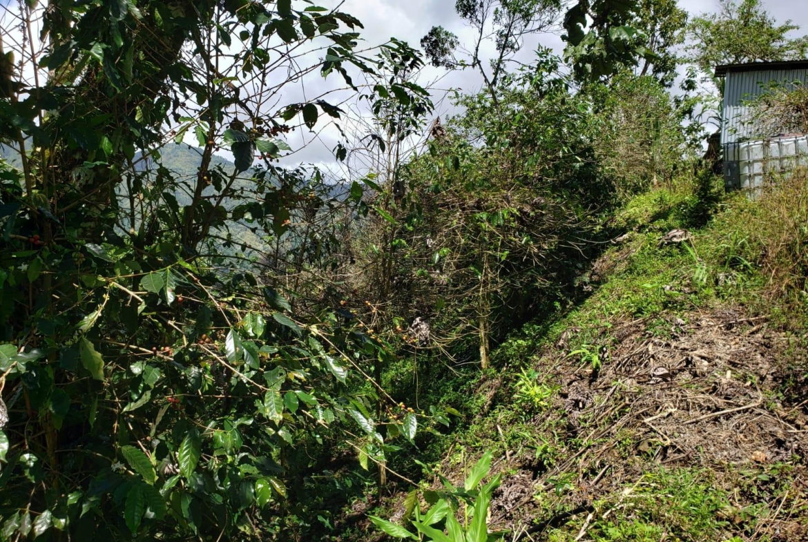 Twenty-First image of Wray Piece, Spring Hill in Spring Hill, Portland, Jamaica - property is For Sale