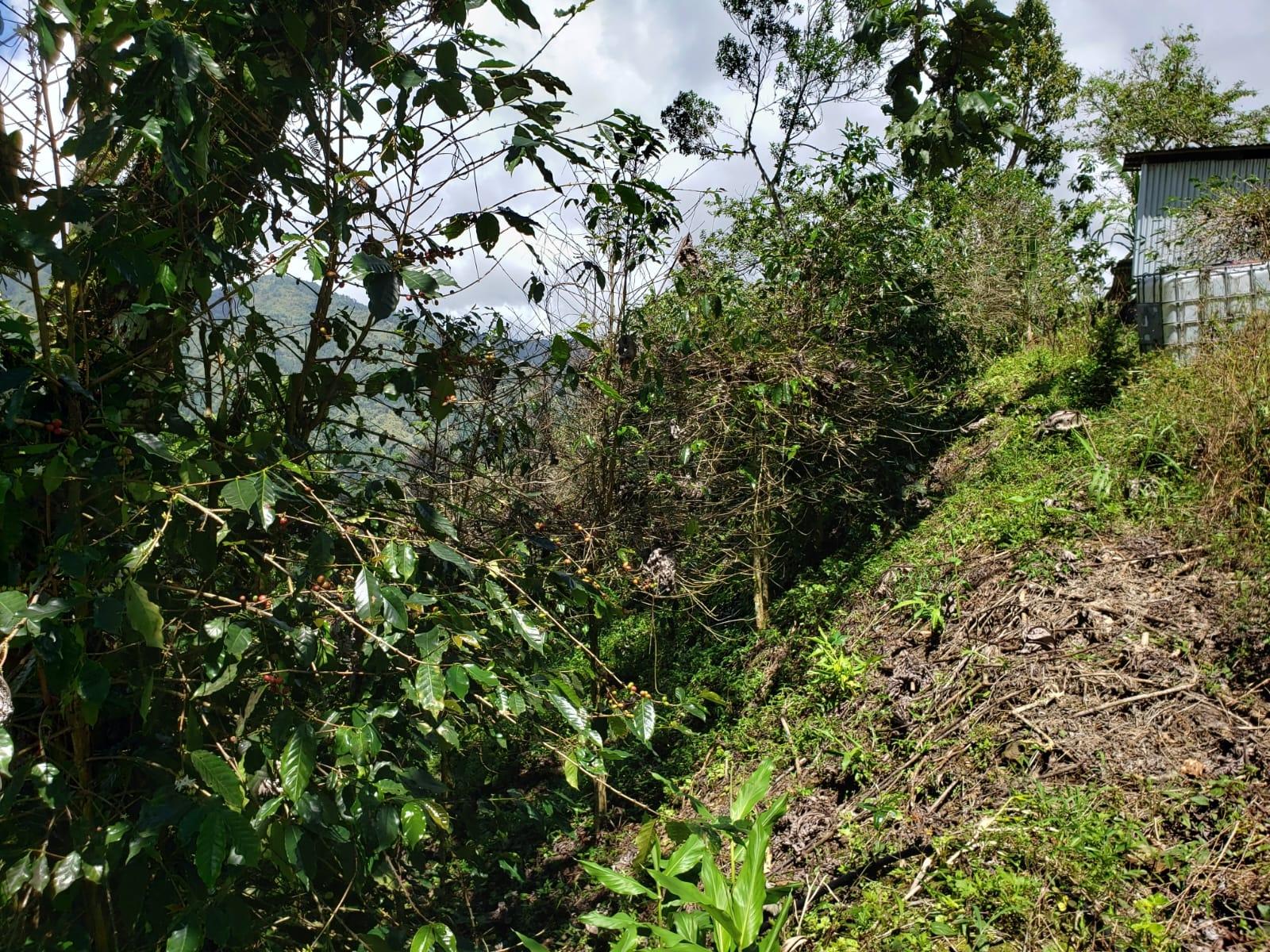 72-Acre-Agricultural-Land-for-Sale-in-Portland-Jamaica-–-Ideal-for-Coffee-Farming Twenty-First image of Wray Piece, Spring Hill in Spring Hill, Portland, Jamaica - property is For Sale