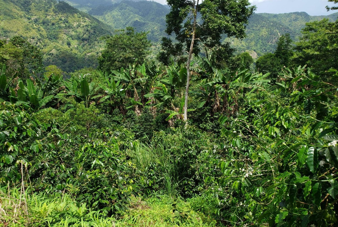 Twenty-Second image of Wray Piece, Spring Hill in Spring Hill, Portland, Jamaica - property is For Sale
