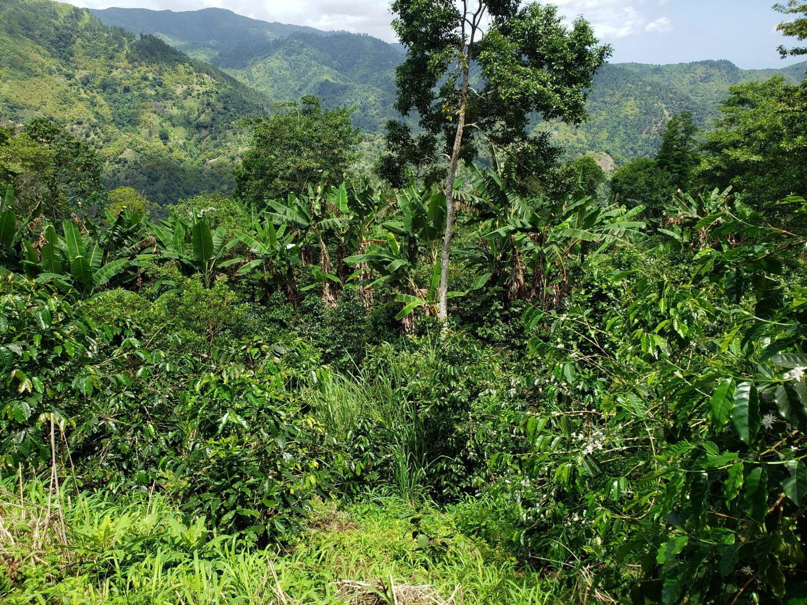 72-Acre-Agricultural-Land-for-Sale-in-Portland-Jamaica-–-Ideal-for-Coffee-Farming Twenty-Second image of Wray Piece, Spring Hill in Spring Hill, Portland, Jamaica - property is For Sale