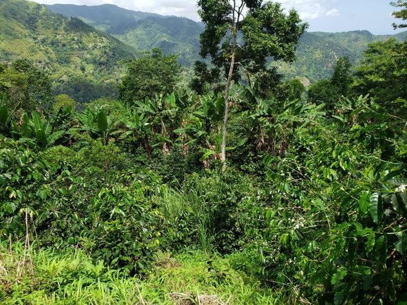 Twenty-Second image of Wray Piece, Spring Hill in Spring Hill, Portland, Jamaica - property is For Sale