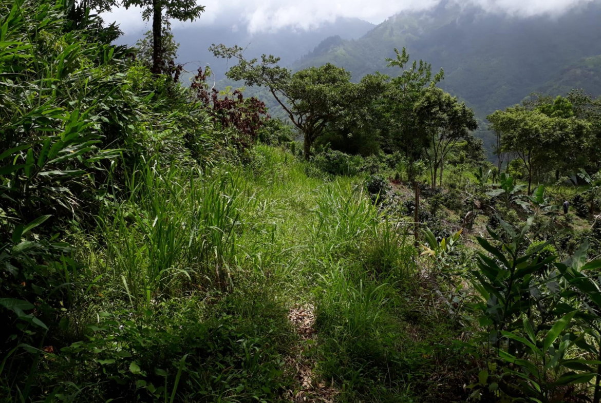 Twenty-Third image of Wray Piece, Spring Hill in Spring Hill, Portland, Jamaica - property is For Sale