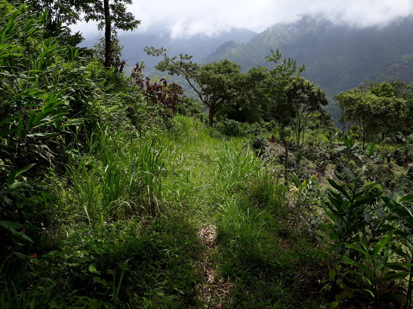 72-Acre-Agricultural-Land-for-Sale-in-Portland-Jamaica-–-Ideal-for-Coffee-Farming Twenty-Third image of Wray Piece, Spring Hill in Spring Hill, Portland, Jamaica - property is For Sale