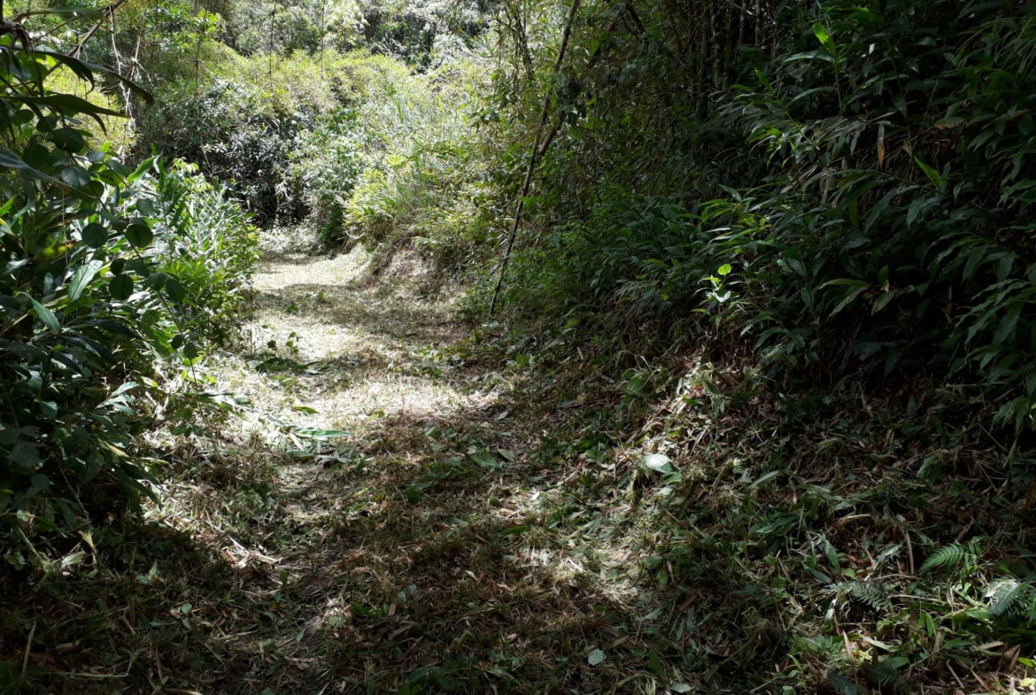 Twenty-Fourth image of Wray Piece, Spring Hill in Spring Hill, Portland, Jamaica - property is For Sale