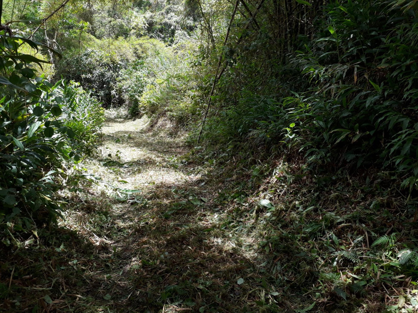 72-Acre-Agricultural-Land-for-Sale-in-Portland-Jamaica-–-Ideal-for-Coffee-Farming Twenty-Fourth image of Wray Piece, Spring Hill in Spring Hill, Portland, Jamaica - property is For Sale