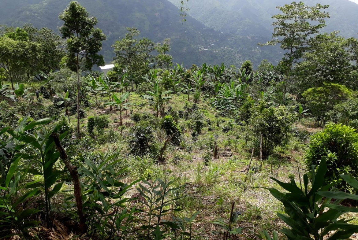 Twenty-Fifth image of Wray Piece, Spring Hill in Spring Hill, Portland, Jamaica - property is For Sale