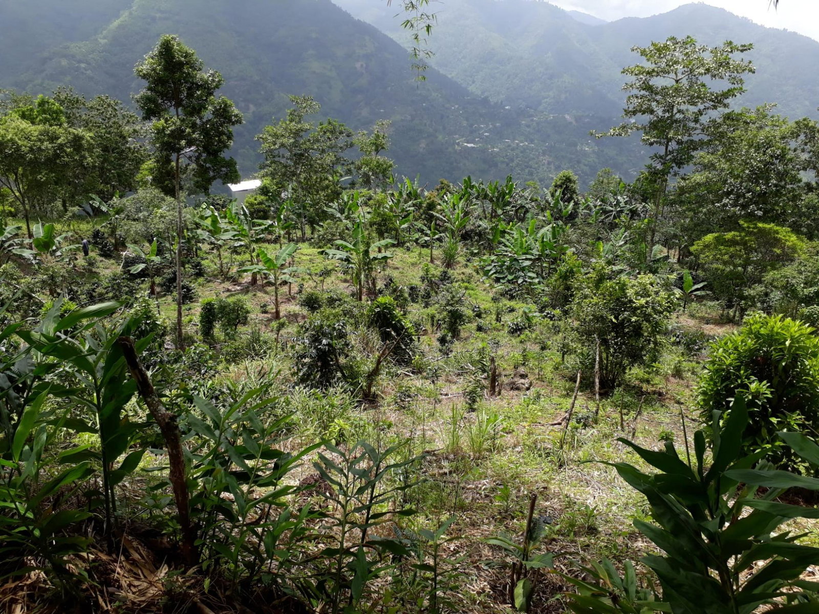 72-Acre-Agricultural-Land-for-Sale-in-Portland-Jamaica-–-Ideal-for-Coffee-Farming Twenty-Fifth image of Wray Piece, Spring Hill in Spring Hill, Portland, Jamaica - property is For Sale