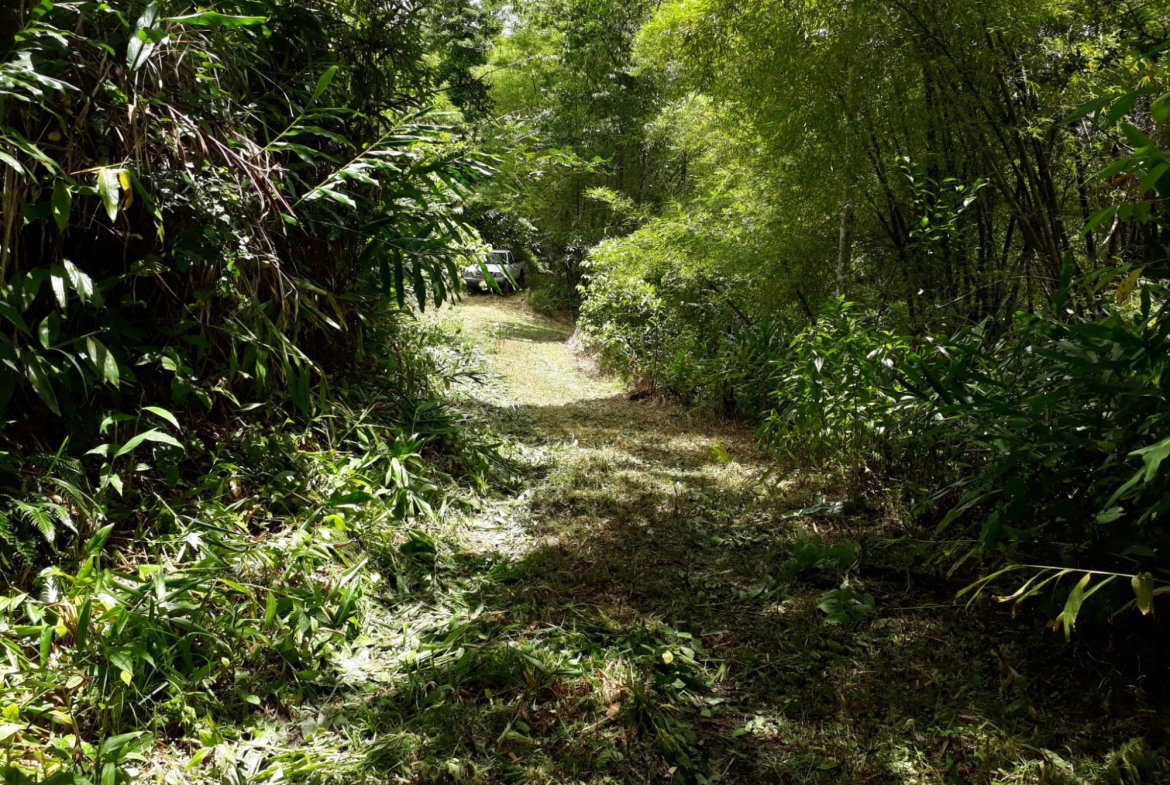 Twenty-Sixth image of Wray Piece, Spring Hill in Spring Hill, Portland, Jamaica - property is For Sale