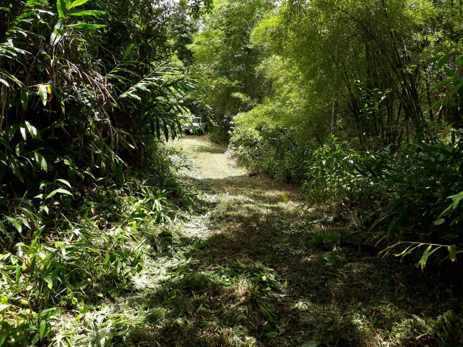 72-Acre-Agricultural-Land-for-Sale-in-Portland-Jamaica-–-Ideal-for-Coffee-Farming Twenty-Sixth image of Wray Piece, Spring Hill in Spring Hill, Portland, Jamaica - property is For Sale
