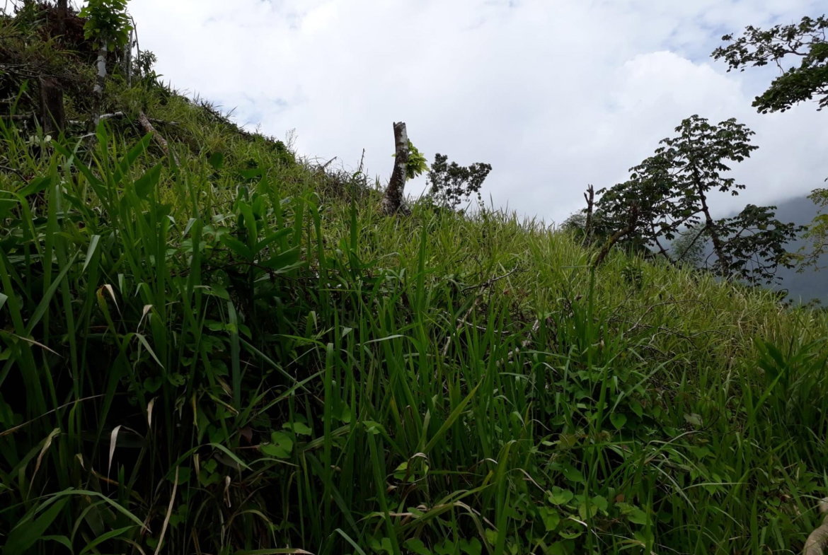 Twenty-Seventh image of Wray Piece, Spring Hill in Spring Hill, Portland, Jamaica - property is For Sale