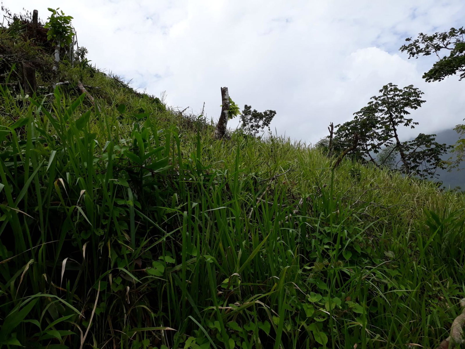 72-Acre-Agricultural-Land-for-Sale-in-Portland-Jamaica-–-Ideal-for-Coffee-Farming Twenty-Seventh image of Wray Piece, Spring Hill in Spring Hill, Portland, Jamaica - property is For Sale