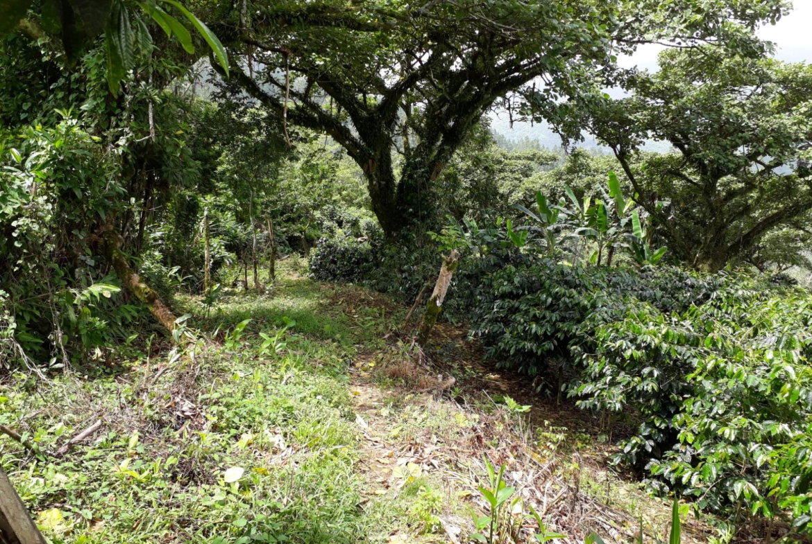 Twenty-Eighth image of Wray Piece, Spring Hill in Spring Hill, Portland, Jamaica - property is For Sale