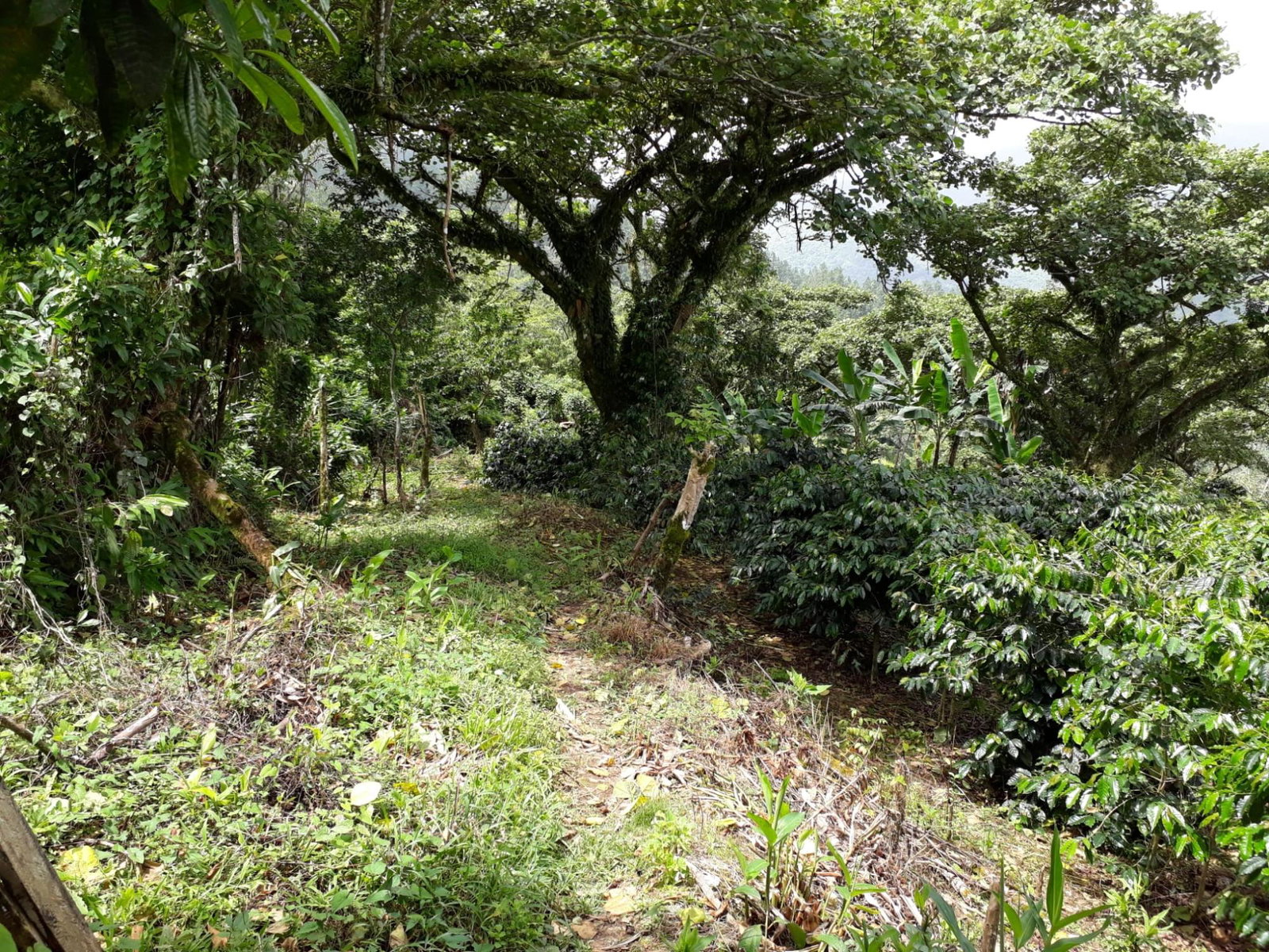 72-Acre-Agricultural-Land-for-Sale-in-Portland-Jamaica-–-Ideal-for-Coffee-Farming Twenty-Eighth image of Wray Piece, Spring Hill in Spring Hill, Portland, Jamaica - property is For Sale