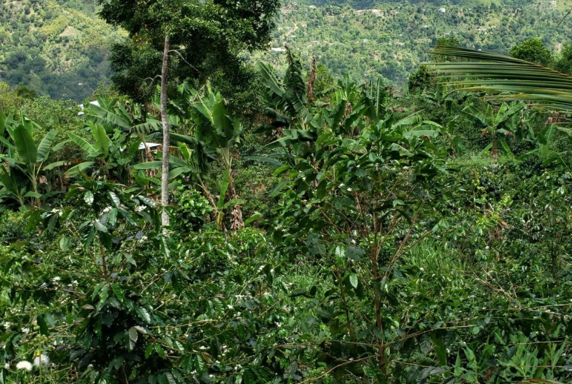 Fourth image of Wray Piece, Spring Hill in Spring Hill, Portland, Jamaica - property is For Sale