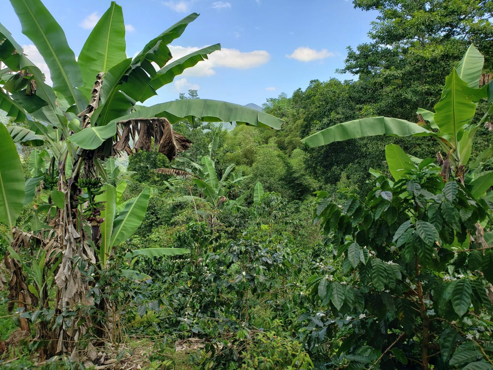 72-Acre-Agricultural-Land-for-Sale-in-Portland-Jamaica-–-Ideal-for-Coffee-Farming Sixth image of Wray Piece, Spring Hill in Spring Hill, Portland, Jamaica - property is For Sale
