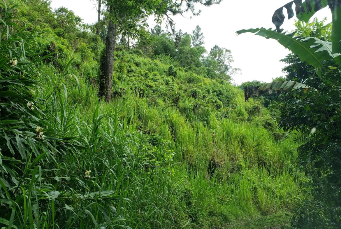 Eighth image of Wray Piece, Spring Hill in Spring Hill, Portland, Jamaica - property is For Sale