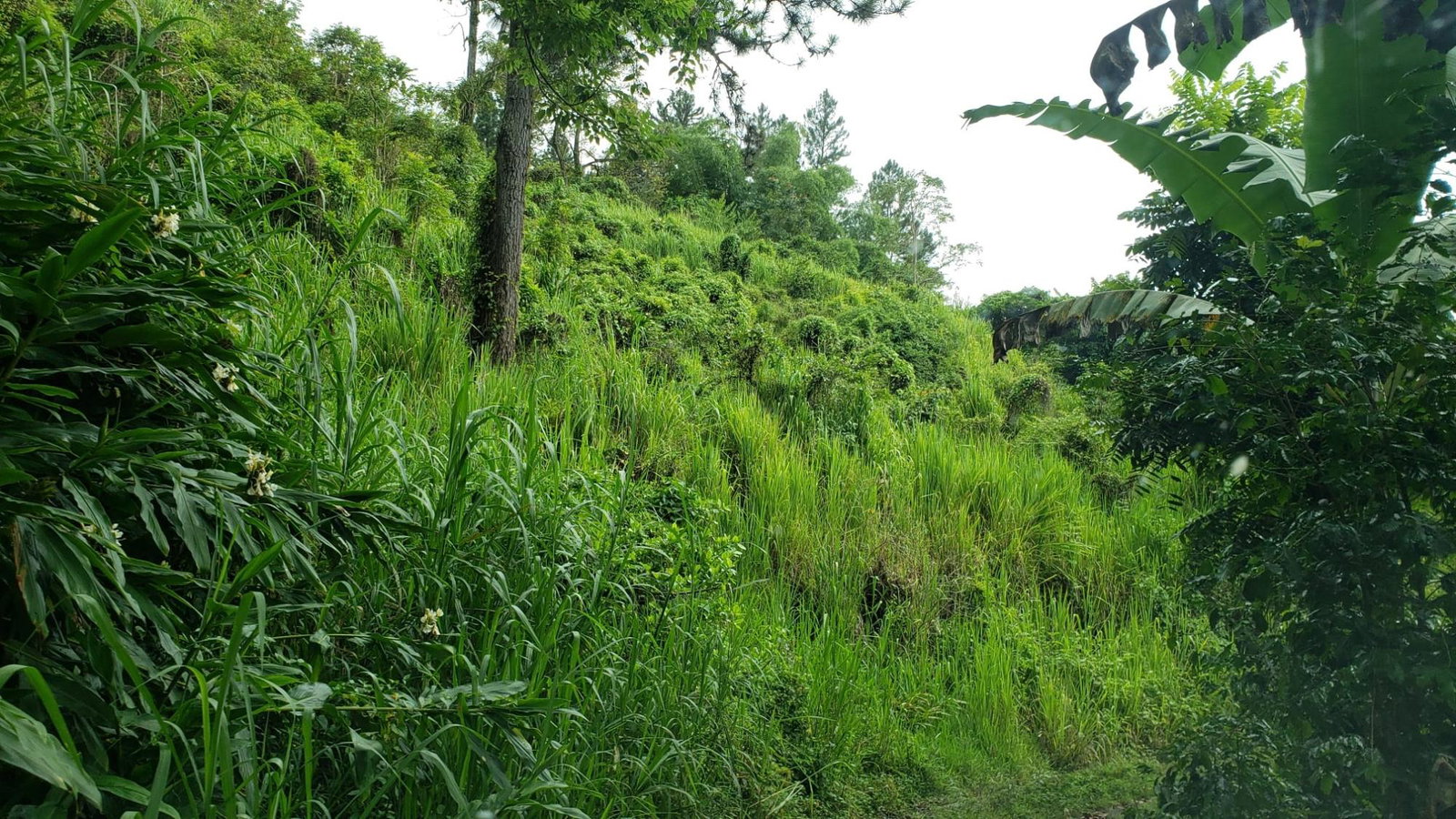 72-Acre-Agricultural-Land-for-Sale-in-Portland-Jamaica-–-Ideal-for-Coffee-Farming Eighth image of Wray Piece, Spring Hill in Spring Hill, Portland, Jamaica - property is For Sale
