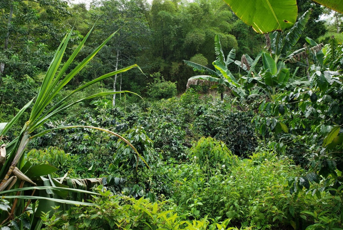 Ninth image of Wray Piece, Spring Hill in Spring Hill, Portland, Jamaica - property is For Sale