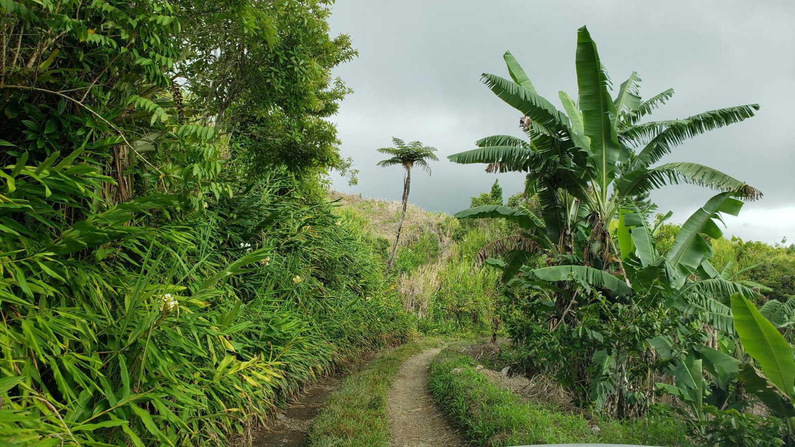 72-Acre-Agricultural-Land-for-Sale-in-Portland-Jamaica-–-Ideal-for-Coffee-Farming First image of Wray Piece, Spring Hill in Spring Hill, Portland, Jamaica - property is For Sale