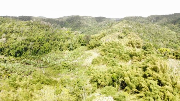 Sixteenth image of Tangle River, St.james in Tangle River, St. James, Jamaica - property is For Sale