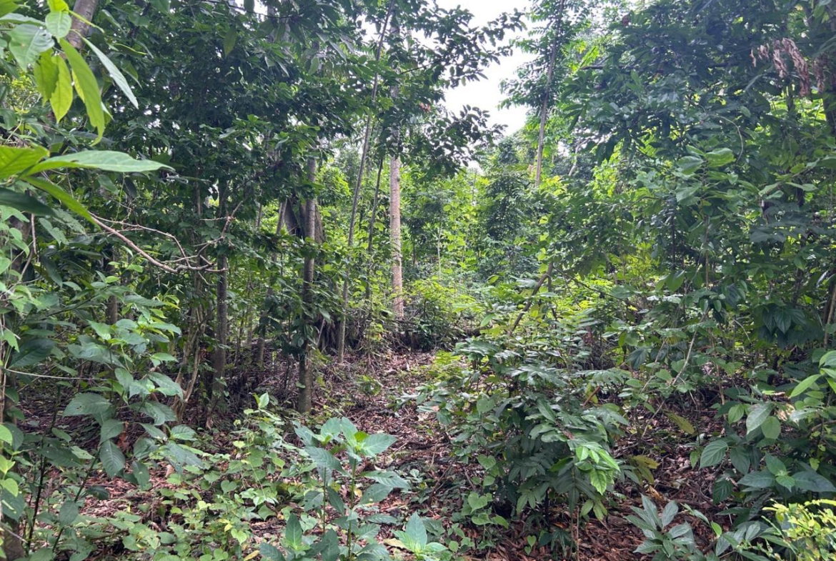 First image of Lot 114 Kildare, Buff Bay in Buff Bay, Portland, Jamaica - property is For Sale