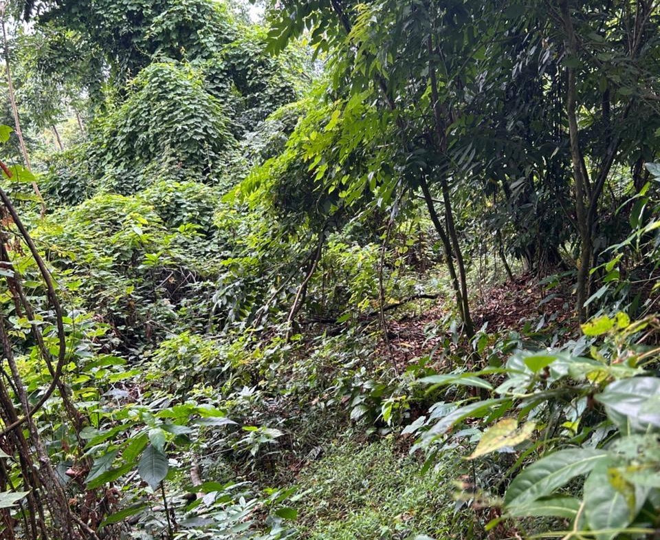 Third image of Lot 114 Kildare, Buff Bay in Buff Bay, Portland, Jamaica - property is For Sale