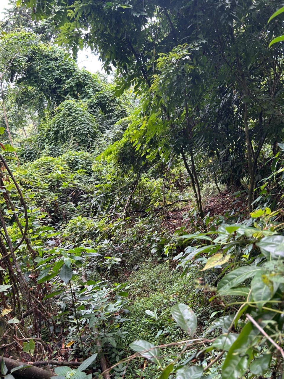Development-Land-for-Sale-in-Kildare-Buff-Bay-Portland-Jamaica Third image of Lot 114 Kildare, Buff Bay in Buff Bay, Portland, Jamaica - property is For Sale