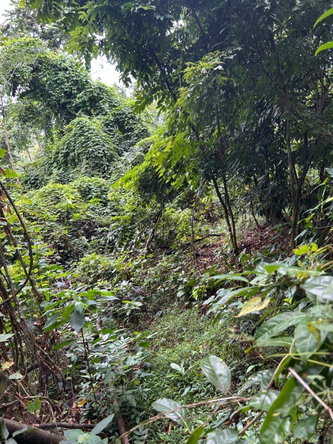 Third image of Lot 114 Kildare, Buff Bay in Buff Bay, Portland, Jamaica - property is For Sale