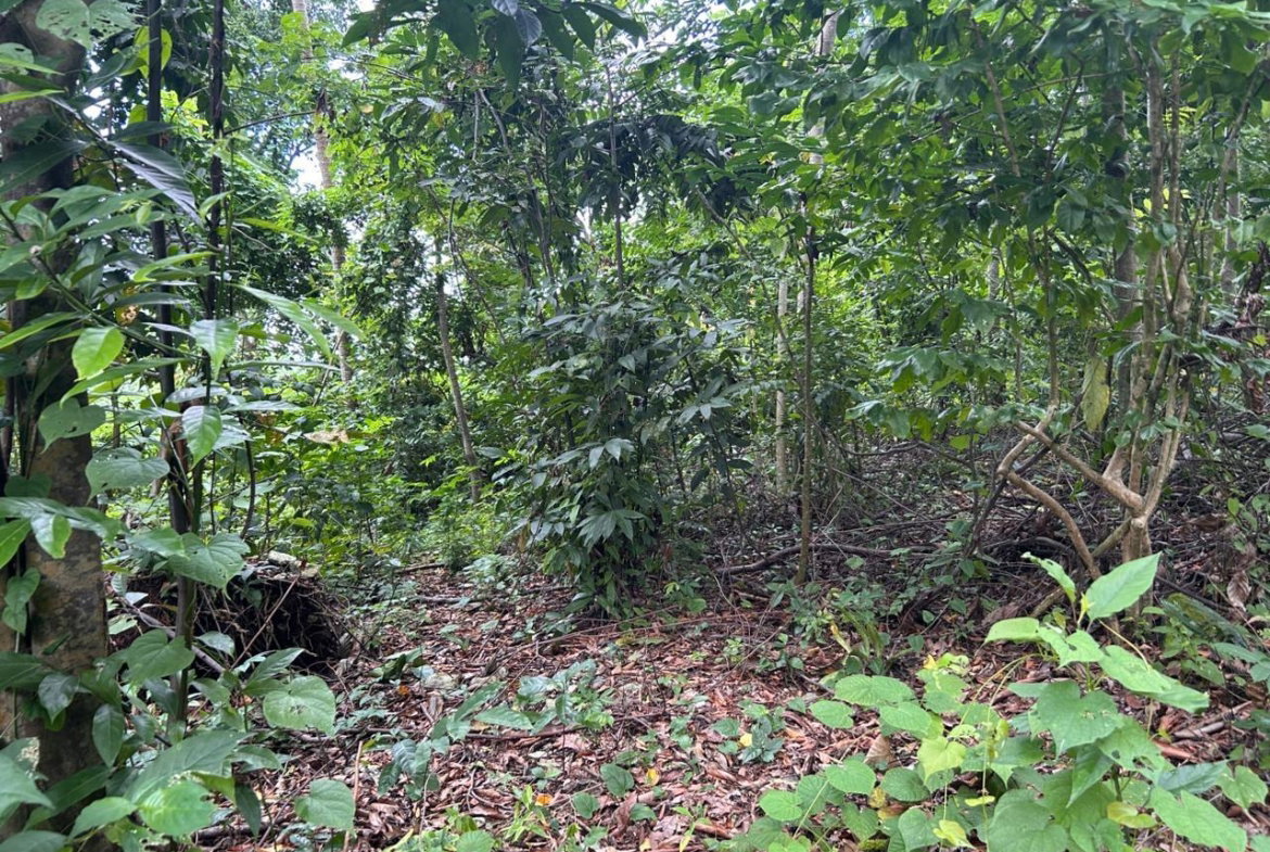 Fourth image of Lot 114 Kildare, Buff Bay in Buff Bay, Portland, Jamaica - property is For Sale