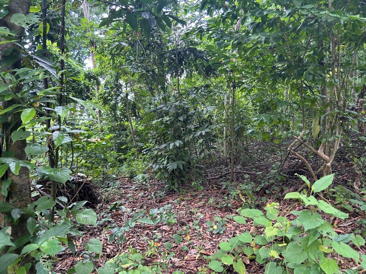 Development-Land-for-Sale-in-Kildare-Buff-Bay-Portland-Jamaica Fourth image of Lot 114 Kildare, Buff Bay in Buff Bay, Portland, Jamaica - property is For Sale