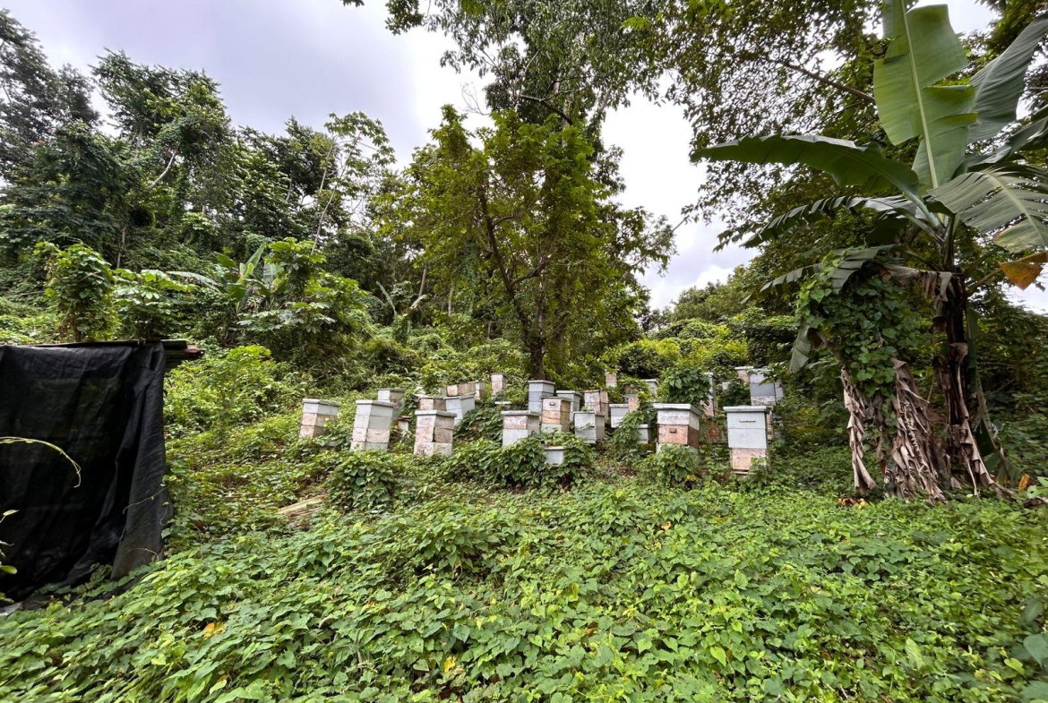 Fifth image of Lot 114 Kildare, Buff Bay in Buff Bay, Portland, Jamaica - property is For Sale