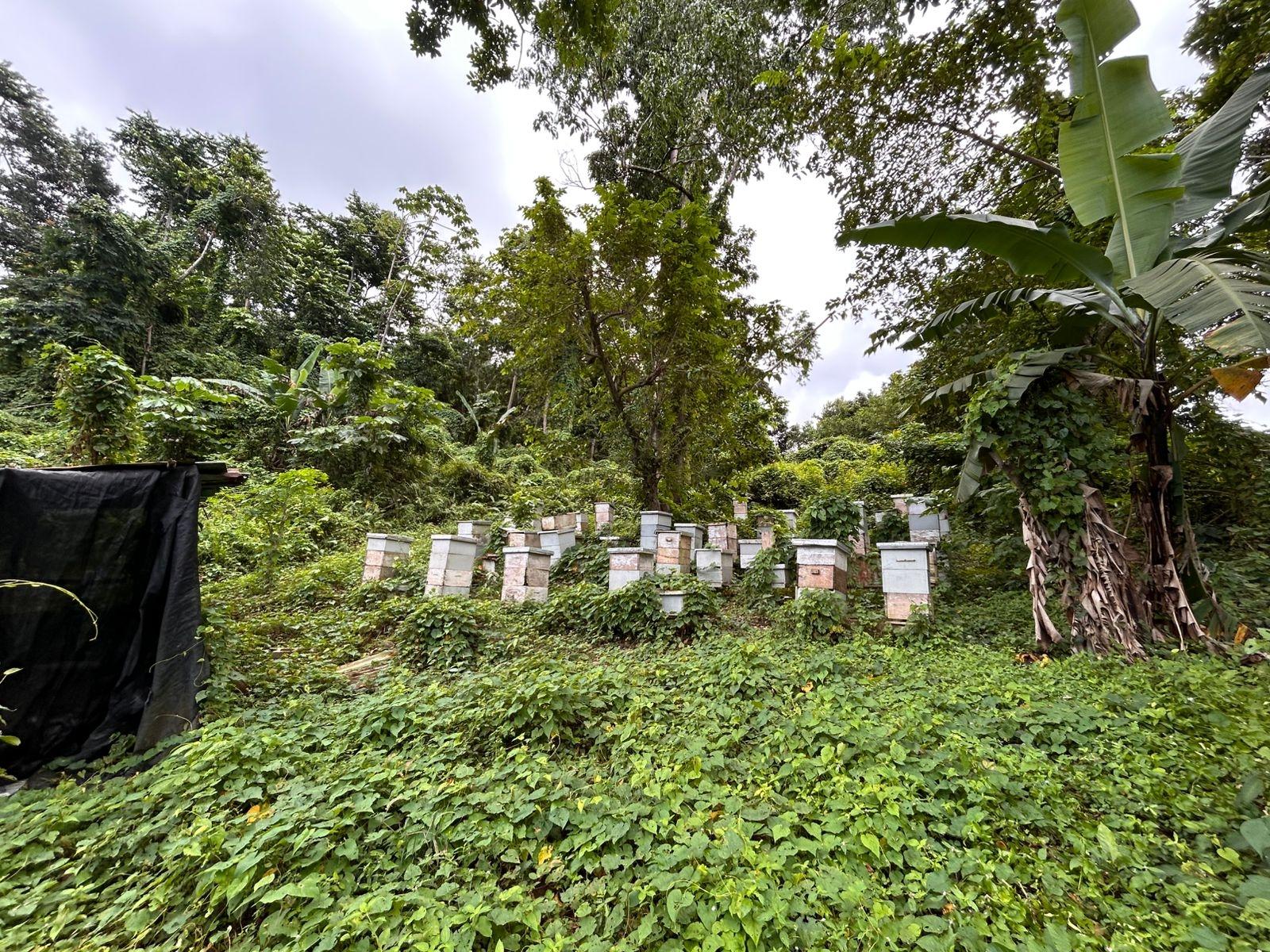 Development-Land-for-Sale-in-Kildare-Buff-Bay-Portland-Jamaica Fifth image of Lot 114 Kildare, Buff Bay in Buff Bay, Portland, Jamaica - property is For Sale